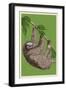 Three Toed Sloth - Letterpress-Lantern Press-Framed Art Print