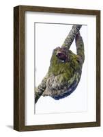 Three-toed sloth on tree branch, Sarapiqui, Costa Rica-Panoramic Images-Framed Photographic Print