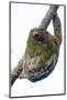 Three-toed sloth on tree branch, Sarapiqui, Costa Rica-Panoramic Images-Mounted Photographic Print