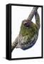 Three-toed sloth on tree branch, Sarapiqui, Costa Rica-Panoramic Images-Framed Stretched Canvas