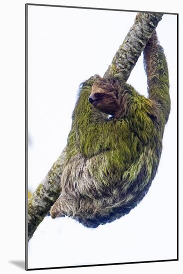 Three-toed sloth on tree branch, Sarapiqui, Costa Rica-Panoramic Images-Mounted Photographic Print