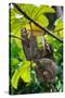 Three-Toed Sloth, Sarapiqui, Costa Rica-null-Stretched Canvas