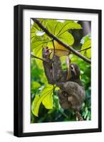 Three-Toed Sloth, Sarapiqui, Costa Rica-null-Framed Photographic Print