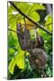 Three-Toed Sloth, Sarapiqui, Costa Rica-null-Mounted Photographic Print