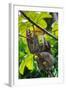 Three-Toed Sloth, Sarapiqui, Costa Rica-null-Framed Photographic Print