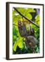 Three-Toed Sloth, Sarapiqui, Costa Rica-null-Framed Photographic Print