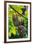 Three-Toed Sloth, Sarapiqui, Costa Rica-null-Framed Photographic Print