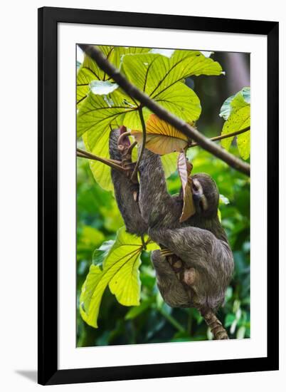 Three-Toed Sloth, Sarapiqui, Costa Rica-null-Framed Photographic Print