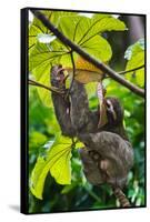 Three-Toed Sloth, Sarapiqui, Costa Rica-null-Framed Stretched Canvas