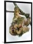 Three-Toed Sloth, Sarapiqui, Costa Rica-null-Framed Photographic Print