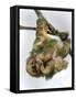 Three-Toed Sloth, Sarapiqui, Costa Rica-null-Framed Stretched Canvas