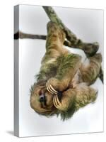 Three-Toed Sloth, Sarapiqui, Costa Rica-null-Stretched Canvas