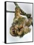 Three-Toed Sloth, Sarapiqui, Costa Rica-null-Framed Stretched Canvas