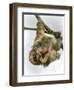 Three-Toed Sloth, Sarapiqui, Costa Rica-null-Framed Premium Photographic Print