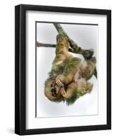 Three-Toed Sloth, Sarapiqui, Costa Rica-null-Framed Premium Photographic Print