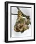 Three-Toed Sloth, Sarapiqui, Costa Rica-null-Framed Premium Photographic Print