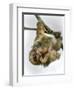 Three-Toed Sloth, Sarapiqui, Costa Rica-null-Framed Premium Photographic Print