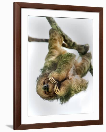 Three-Toed Sloth, Sarapiqui, Costa Rica-null-Framed Photographic Print