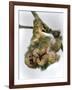 Three-Toed Sloth, Sarapiqui, Costa Rica-null-Framed Photographic Print