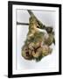 Three-Toed Sloth, Sarapiqui, Costa Rica-null-Framed Photographic Print