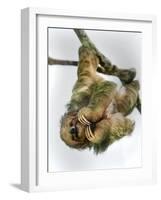 Three-Toed Sloth, Sarapiqui, Costa Rica-null-Framed Photographic Print