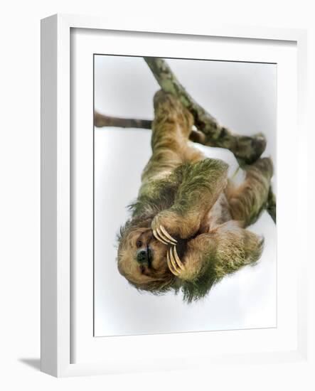 Three-Toed Sloth, Sarapiqui, Costa Rica-null-Framed Photographic Print