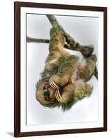 Three-Toed Sloth, Sarapiqui, Costa Rica-null-Framed Photographic Print