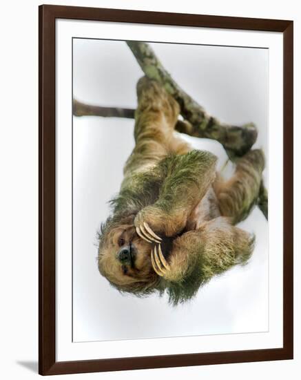 Three-Toed Sloth, Sarapiqui, Costa Rica-null-Framed Photographic Print