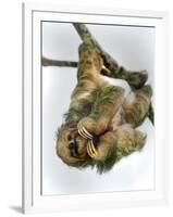 Three-Toed Sloth, Sarapiqui, Costa Rica-null-Framed Photographic Print