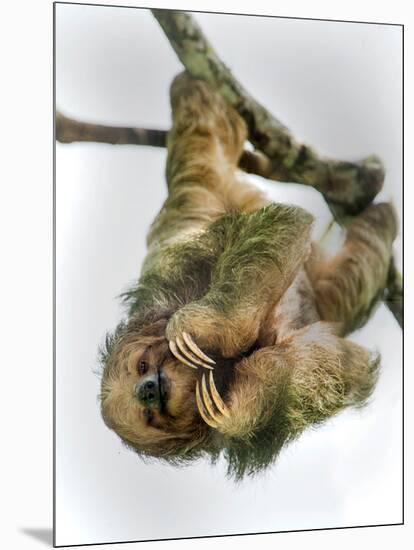 Three-Toed Sloth, Sarapiqui, Costa Rica-null-Mounted Photographic Print