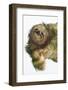 Three-Toed Sloth, Sarapiqui, Costa Rica-Panoramic Images-Framed Photographic Print