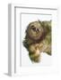 Three-Toed Sloth, Sarapiqui, Costa Rica-Panoramic Images-Framed Photographic Print