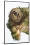 Three-Toed Sloth, Sarapiqui, Costa Rica-Panoramic Images-Mounted Photographic Print