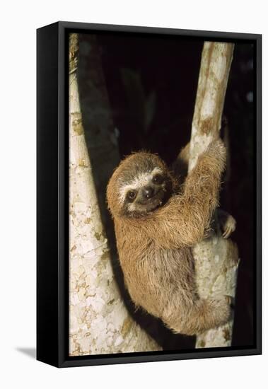 Three-Toed Sloth-null-Framed Stretched Canvas