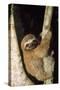 Three-Toed Sloth-null-Stretched Canvas