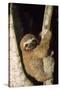 Three-Toed Sloth-null-Stretched Canvas