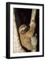 Three-Toed Sloth-null-Framed Premium Photographic Print