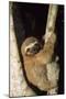 Three-Toed Sloth-null-Mounted Premium Photographic Print