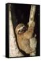 Three-Toed Sloth-null-Framed Stretched Canvas