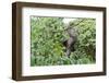 Three Toed Sloth-TamiFreed-Framed Photographic Print