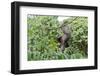 Three Toed Sloth-TamiFreed-Framed Photographic Print