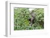 Three Toed Sloth-TamiFreed-Framed Photographic Print