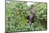 Three Toed Sloth-TamiFreed-Mounted Photographic Print