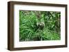 Three Toed Sloth-Cindy Sinn-Framed Photographic Print