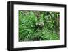 Three Toed Sloth-Cindy Sinn-Framed Photographic Print