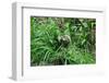 Three Toed Sloth-Cindy Sinn-Framed Photographic Print