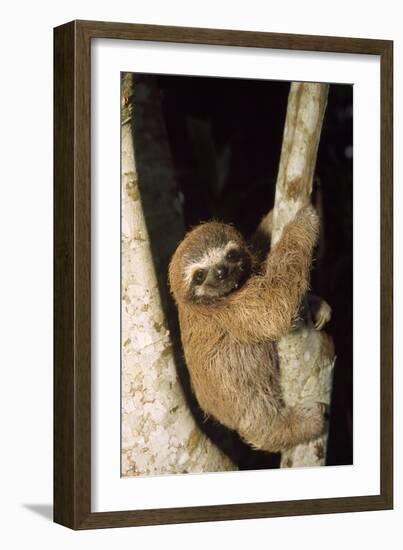 Three-Toed Sloth-null-Framed Photographic Print