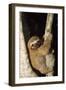 Three-Toed Sloth-null-Framed Photographic Print