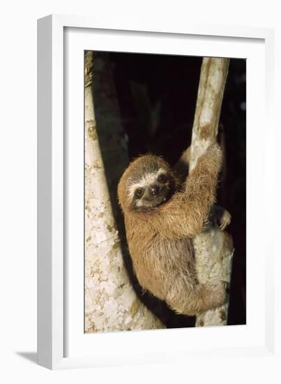 Three-Toed Sloth-null-Framed Photographic Print