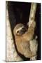Three-Toed Sloth-null-Mounted Photographic Print